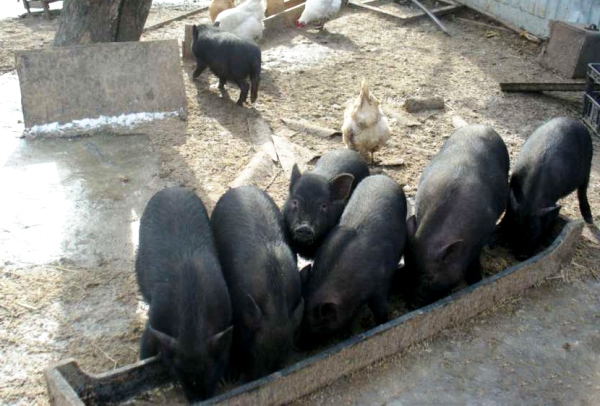 Вьетнамская свинья. описание, особенности, виды и разведение вьетнамских свиней