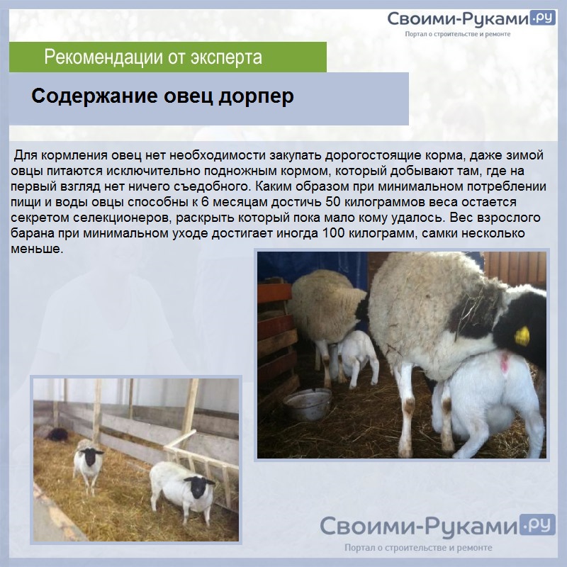 Условия содержания овец