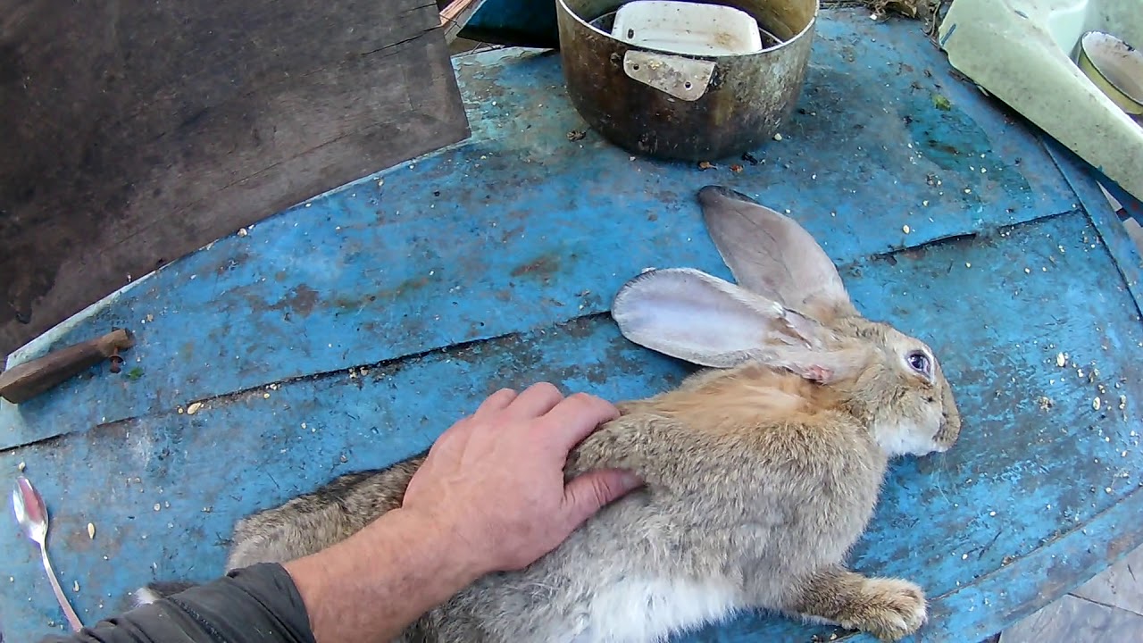 Почему у кролика отказали лапы (задние, передние): причины, симптомы, что делать и как лечить