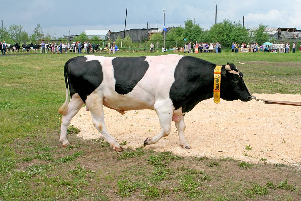 Универсальная и неприхотливая холмогорская порода коров: внешний вид, достоинства, минусы, правила ухода