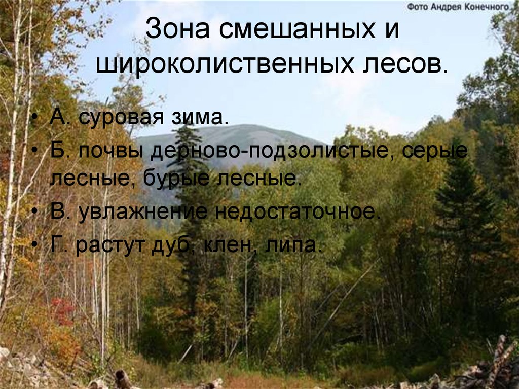 Почва широколиственных лесов 8 класс. Зона зона смешанных и широколиственных лесов России. Почвы смешанных и широколиственных лесов. Почвы смешанных лесов и широколиственных лесов. Пова смешанных и широколиственных лесов.
