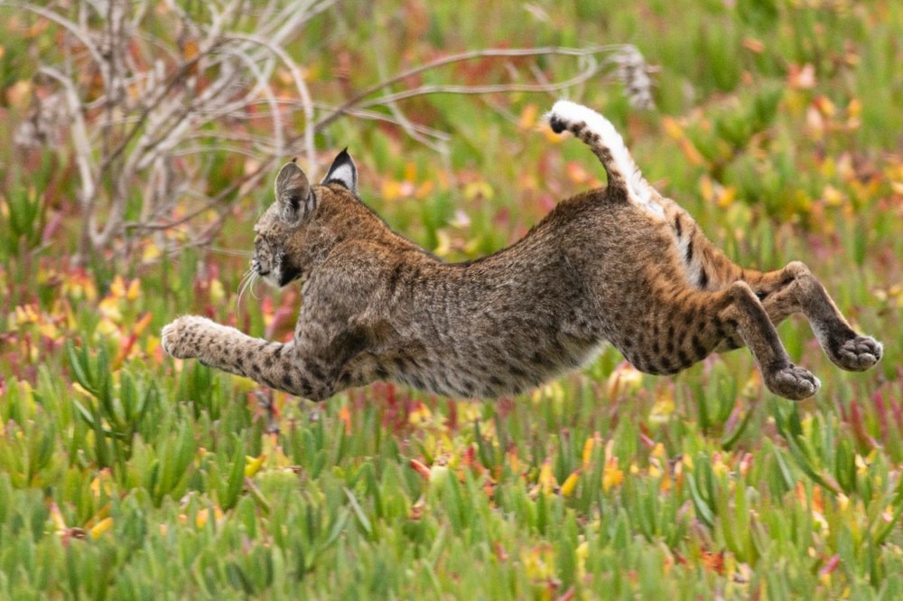 Рысь значение. Рысь питание. Рыжая Рысь. Рысь обитает в Австралии. Lynx Bobcat отличия.