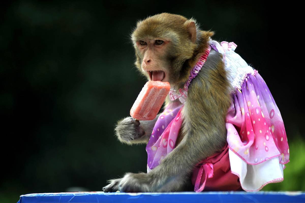 Фото обезьяны девушки