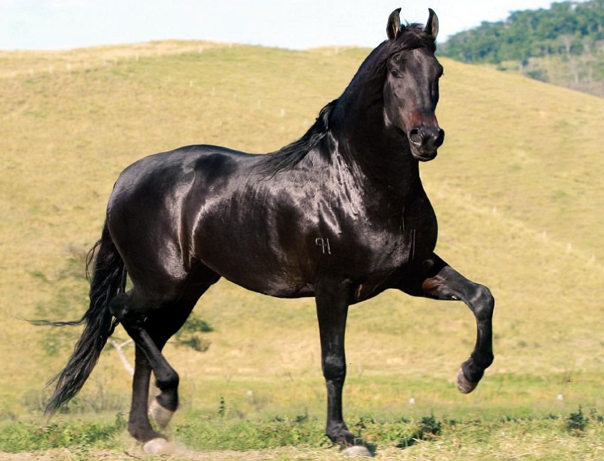 Кабардинская порода лошадей: обзор, история, использование кавказской легенды