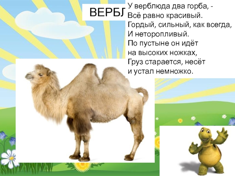 Двугорбый верблюд. образ жизни и среда обитания двугорбого верблюда | животный мир