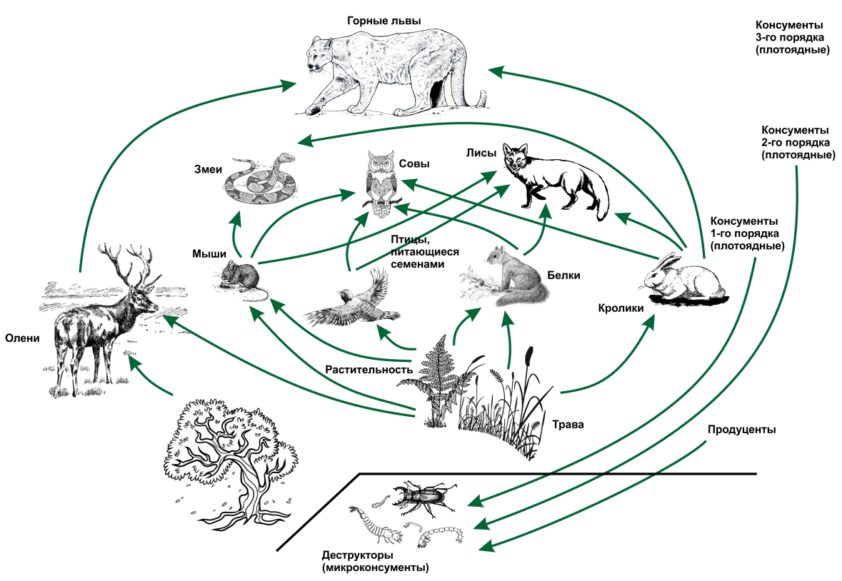 Какой организм в цепях питания экосистемы. Трофическая структура экосистемы схема. Пищевая сеть это в биологии 9 класс. Трофическая структура цепи питания. Пищевая сеть биология 11 класс.