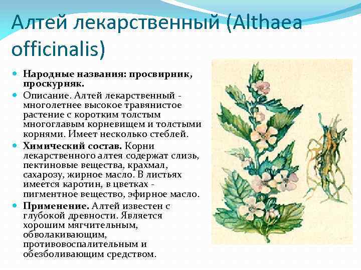 Алтей латынь. Алтей лекарственный характеристика растения. Алтей лекарственный (Althaea officinalis l.). Алтей лекарственный лекарственное сырье. Алтей лекарственный состав.