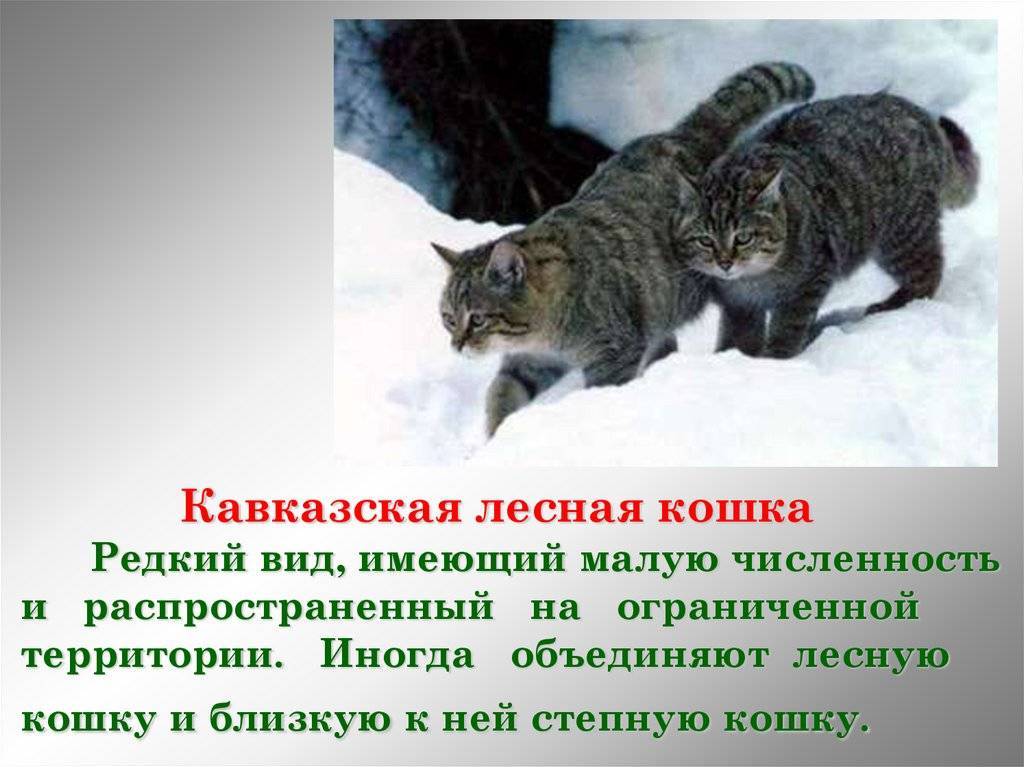 Кавказская лесная кошка фото и описание