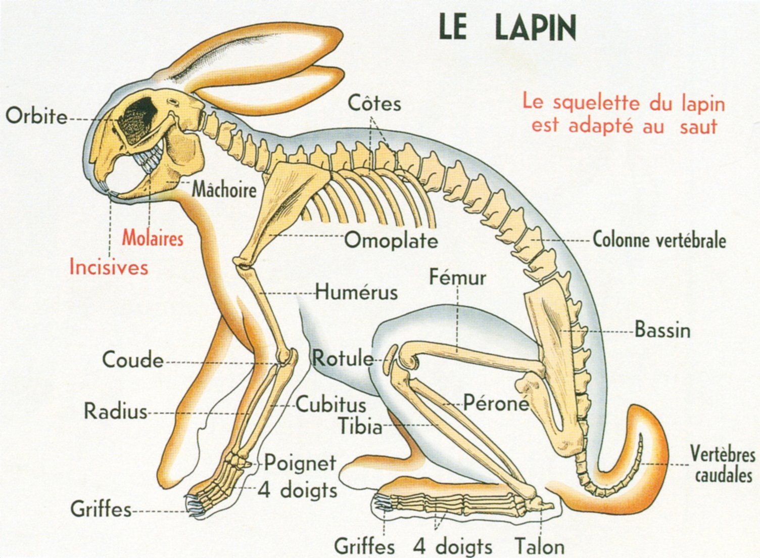 Особенности строения скелета кролика. Анатомия кролика скелет. Скелет зайца строение. Кости кролика анатомия. Строение скелета кролика.