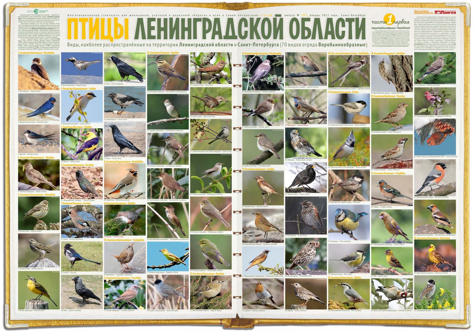 Птицы ленинградской области с названиями санкт петербурга