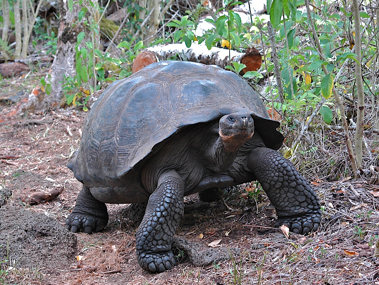 Слоновая черепаха среда обитания. Галапагосская слоновая черепаха. Галопогоская Черепаза. Галапагосские черепахи Дарвин. Гигантская черепаха Галапагоса.