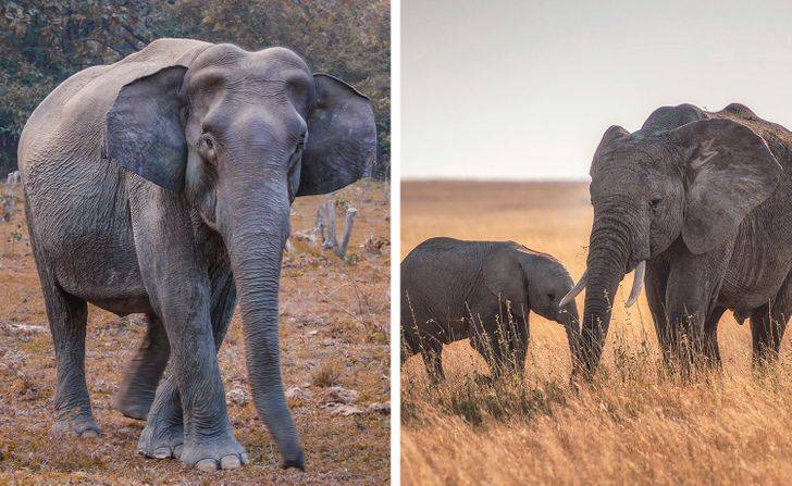 Сколько длится беременность у слона и он ходит беременный