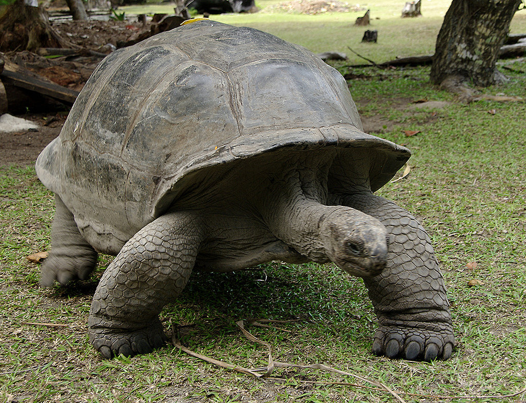 Слоновая черепаха относится к отряду. Слоновая черепаха. Галапагосская черепаха. Джонатан Галапагосская черепаха. Гигантская черепаха Альдабра.