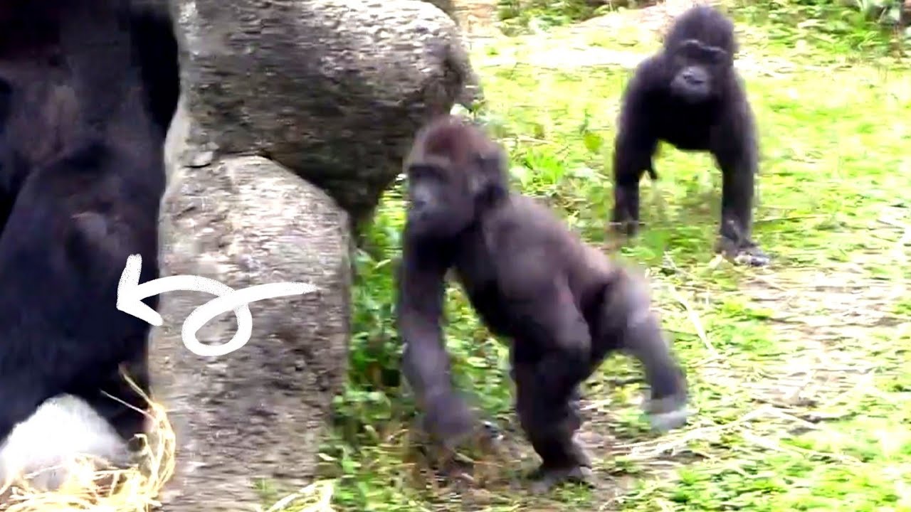 Горилла (gorilla): фото, виды, интересные факты