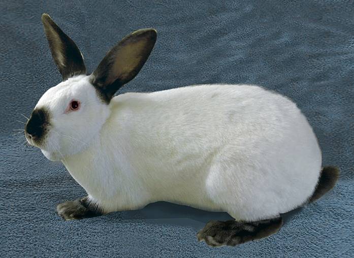 Изменение окраски шерсти кролика