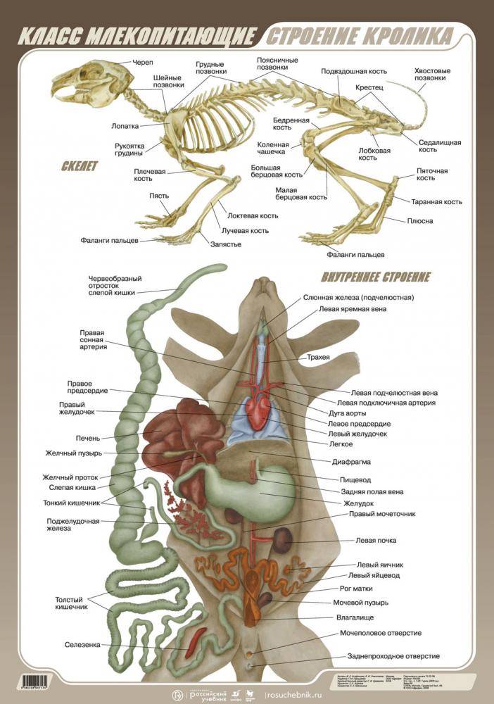 Внутреннее строение зайца. Органы пищеварительной системы внутреннего строения млекопитающих. Анатомия млекопитающего кролика. Внутреннее строение млекопитающих кролик. Схема выделительной системы кролика.