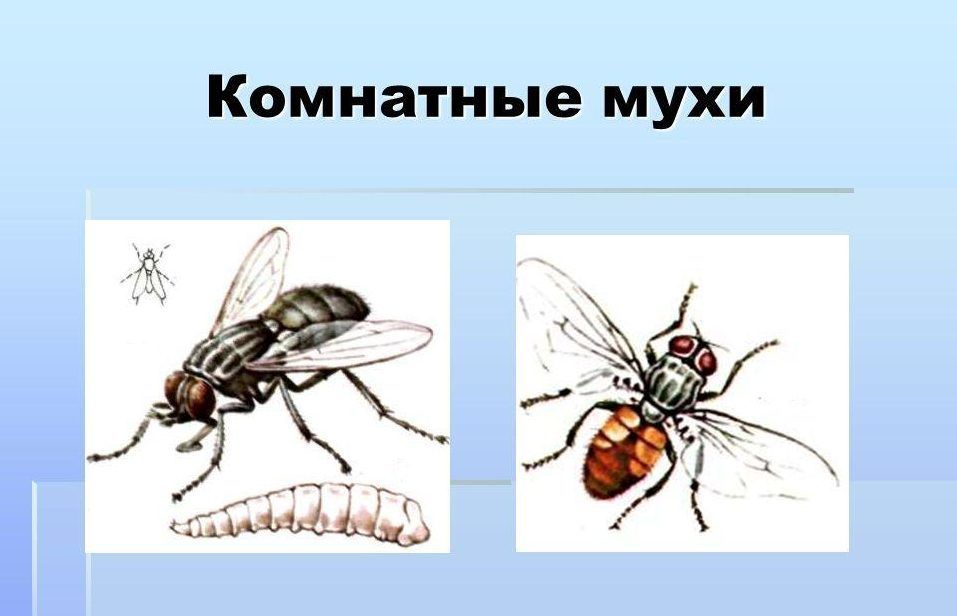 Где живут мухи