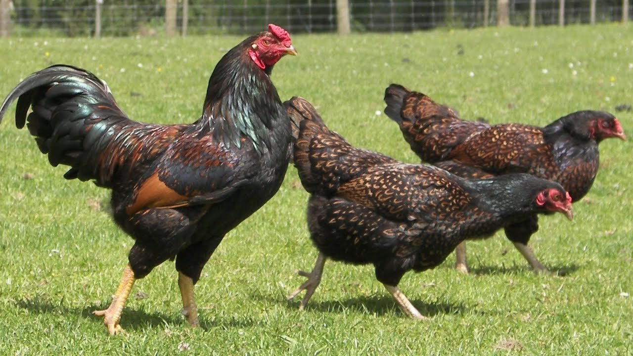 Все о породе кур редбро: разновидности для мяса и яиц, корниш и корнуэльская