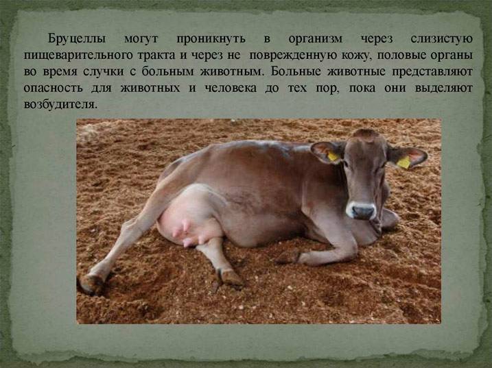 Бруцеллез у крс: причины, симптомы и лечение | компания nita-farm