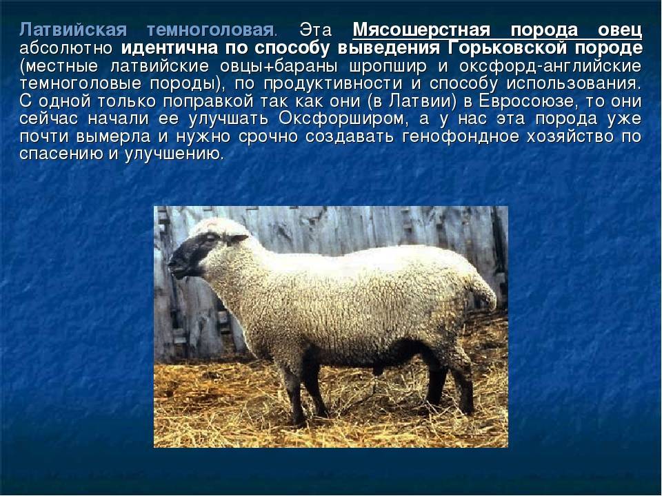 Овцы романовские характеристика. Романовская порода овец характеристика. Романовская порода овец тонкорунная?. Мясошерстная порода овец. Породы овец с названиями Романовская.