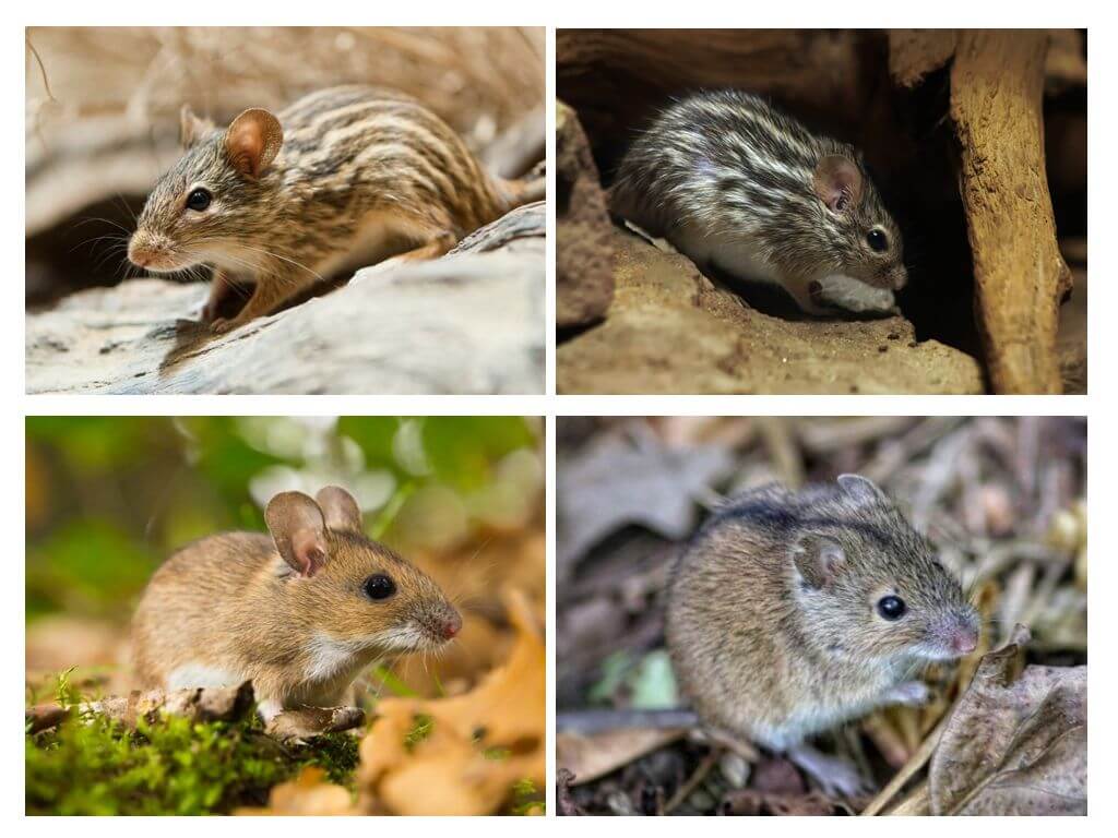 Какие типы мышей. Семейство грызунов. Мелкие Грызуны. Разновидности мышей. Подвиды грызунов.