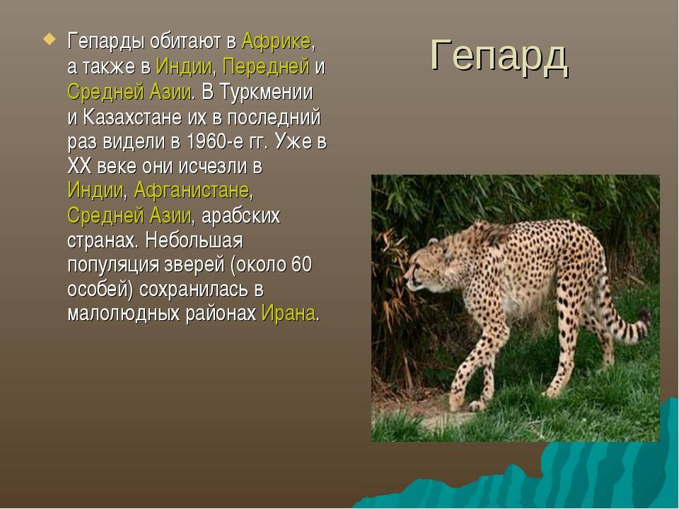 Любопытные факты о леопардах :: инфониак