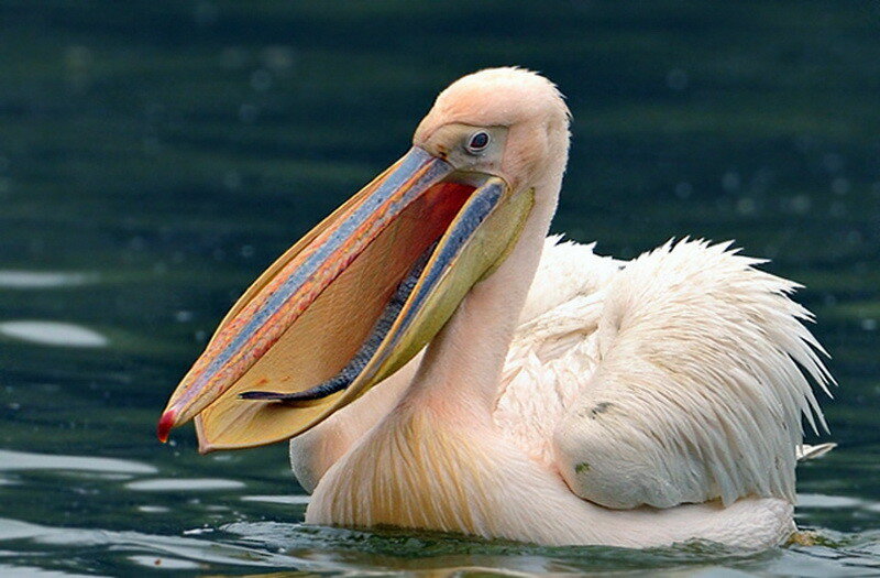Интересные факты о пеликанах