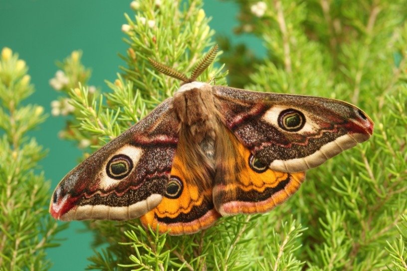 Павлиноглазка малая Saturnia Pavonia