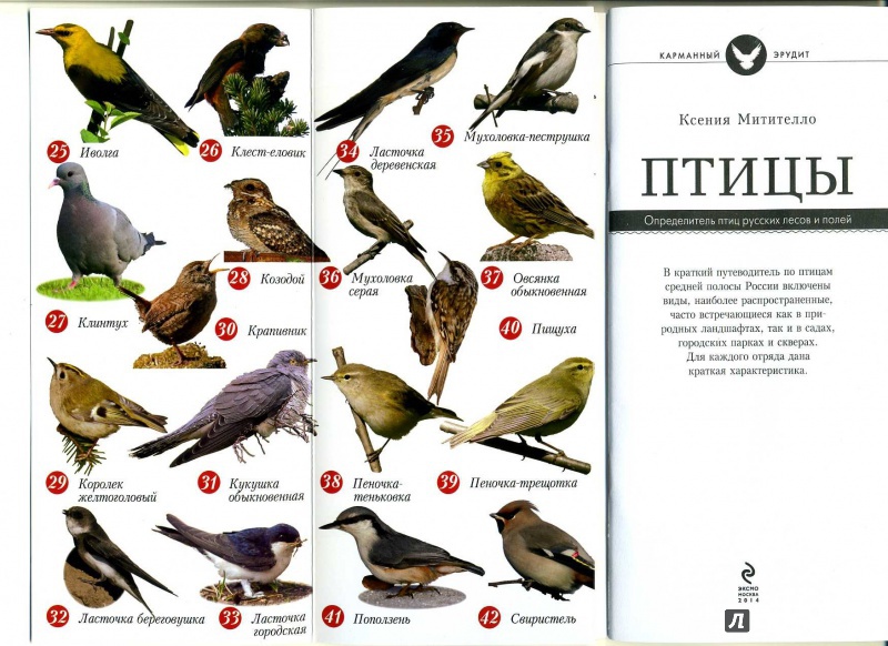 Городские птицы подмосковья фото и описание