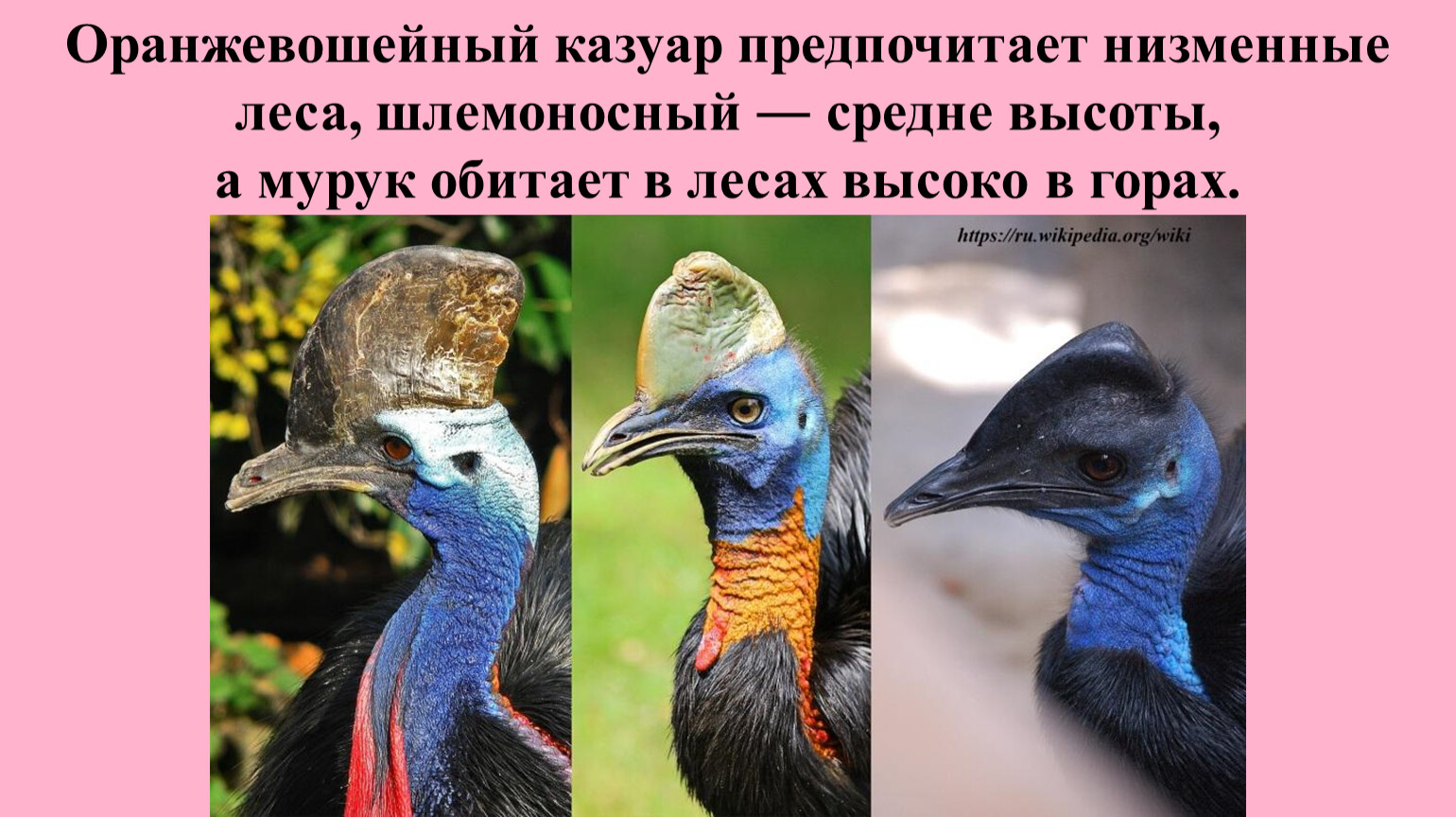 Оранжевошейный или однолопастный казуар