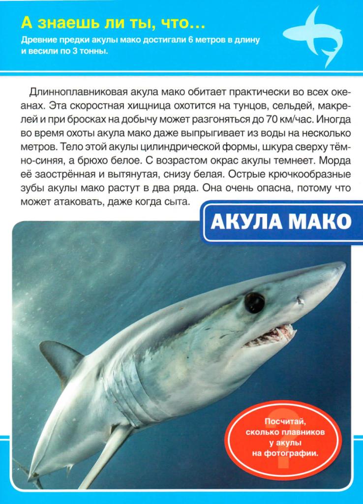 Мако акула опасна для человека. Акула мако. Серо голубая акула мако. Описание акулы. Акула акула мако.