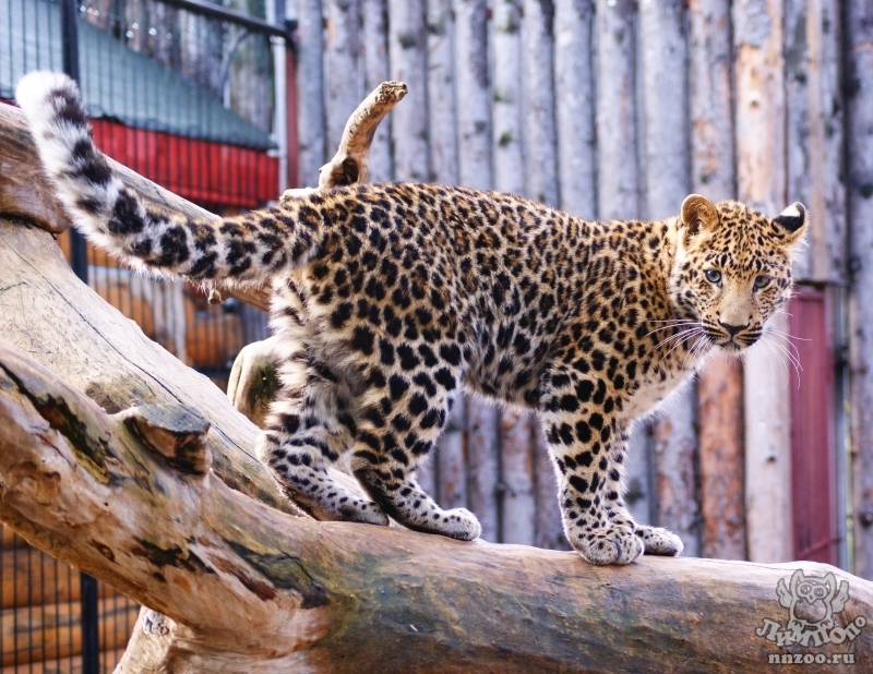 Амурский леопард фото
