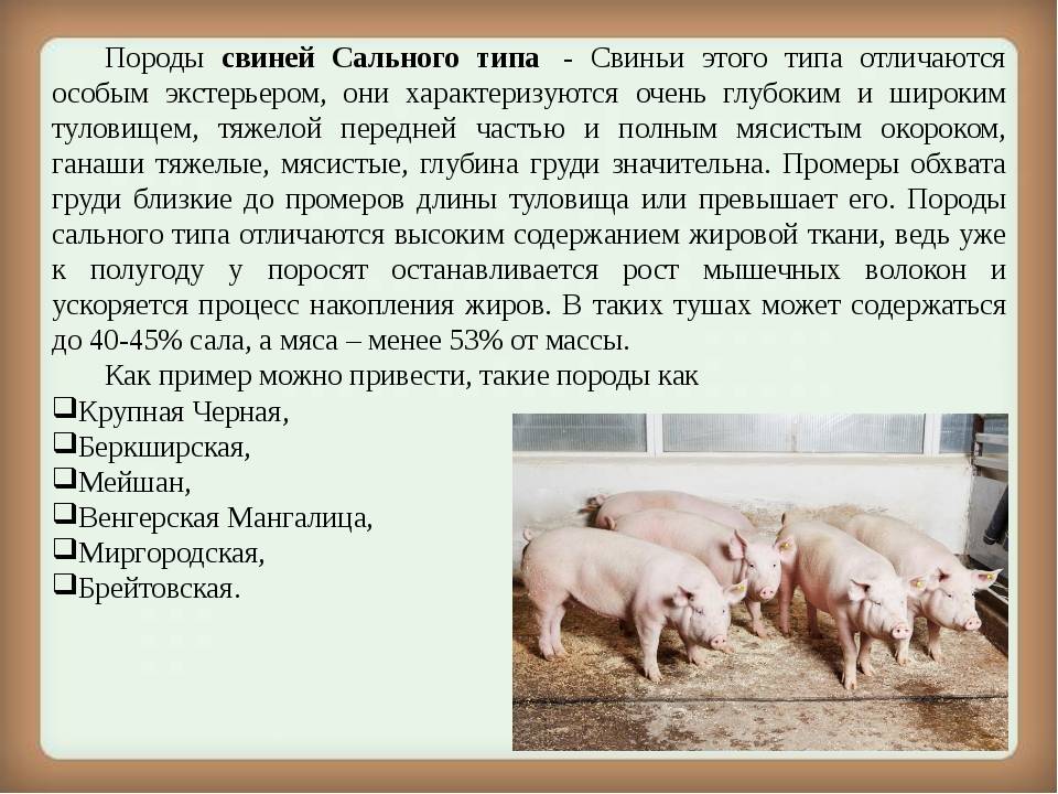 Супоросная свинья: кормление и содержание