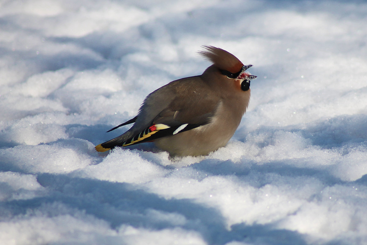 Какие птицы зимуют. зимующие птицы название птиц, фото, список. оседлые птицы