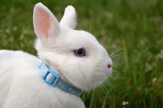 Кролики породы гермелин: описание, особенности содержания