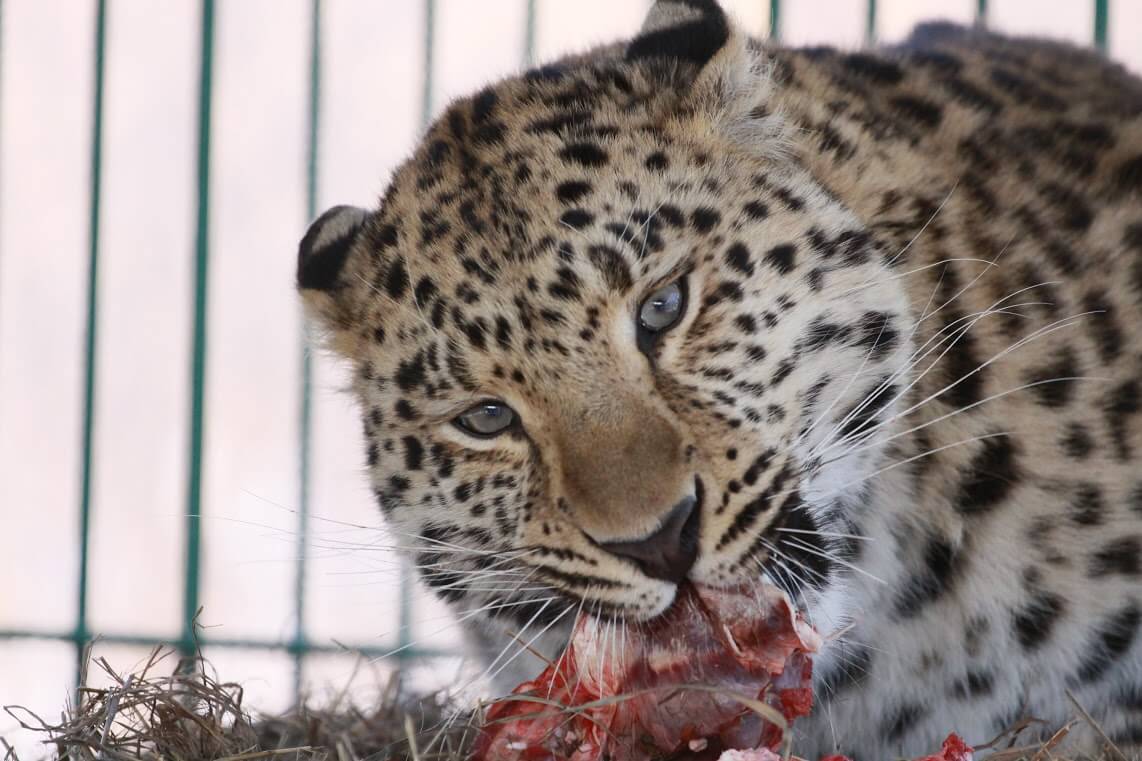 Дальневосточный леопард — краткое описание и характеристика животного для школьников