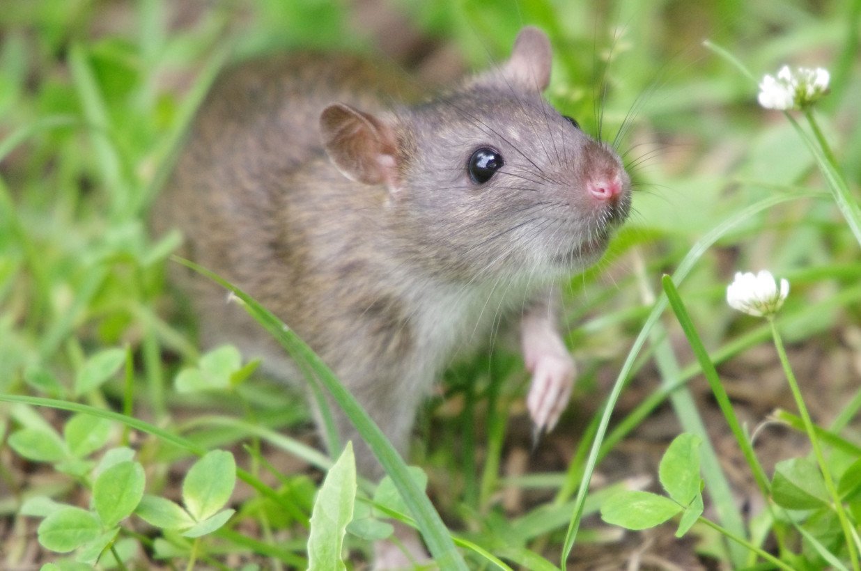 Мышь это животное: какие разновидности бывают, как выглядит?