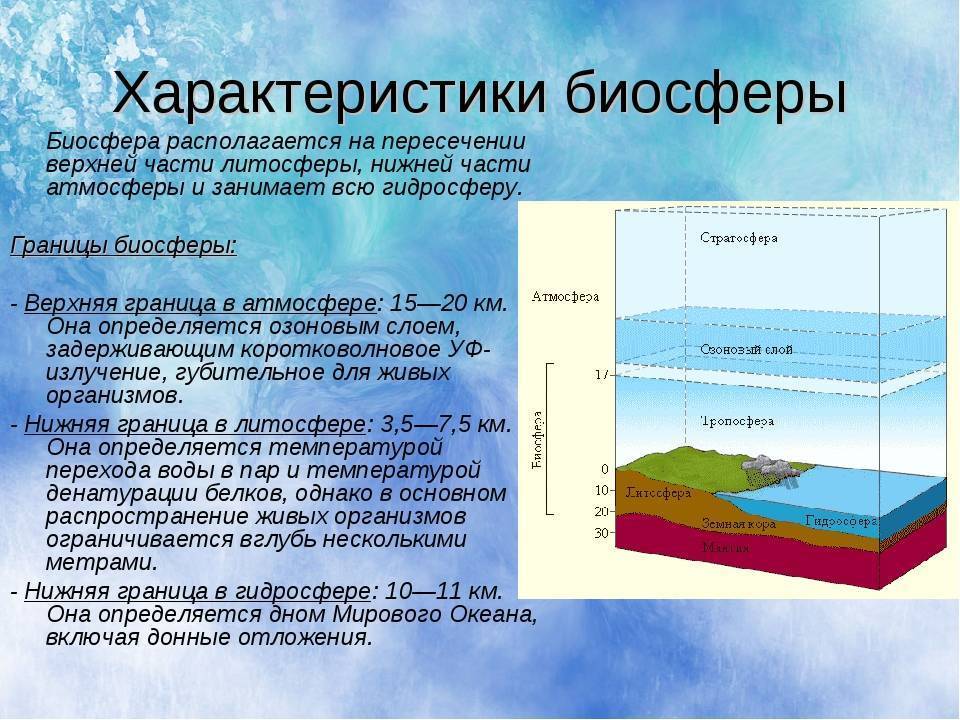 Что такое биосфера схема