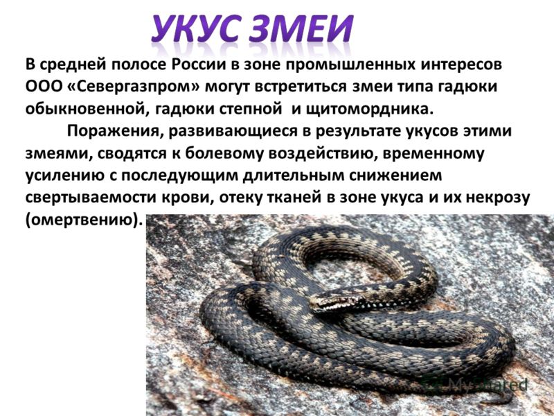 Описание укуса змеи