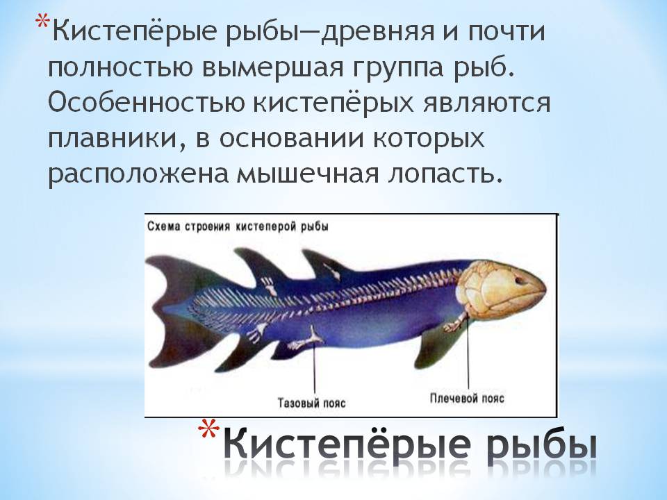 Почему кистеперые рыбы
