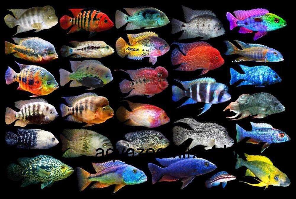 Цихлиды аквариумные фото с названиями