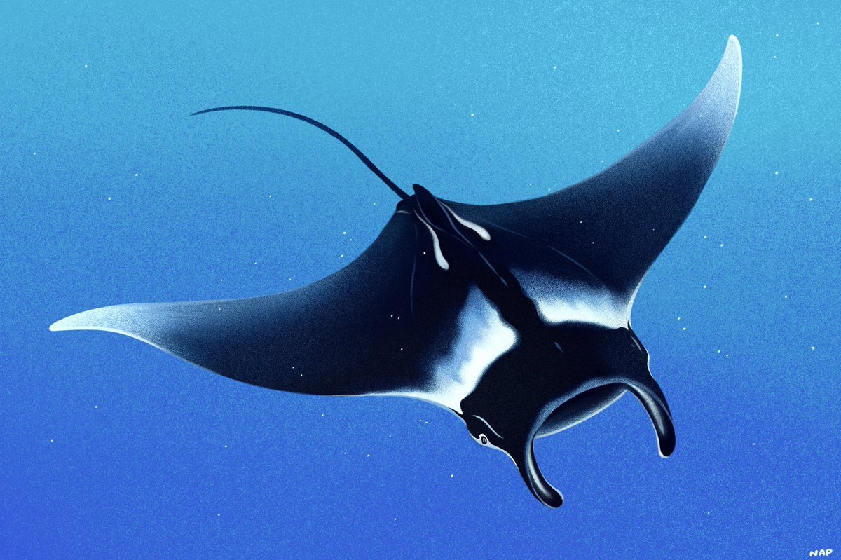 Giant Oceanic Manta ray