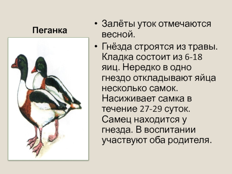 Утка пеганка: описание птицы атайки и ее образ жизни