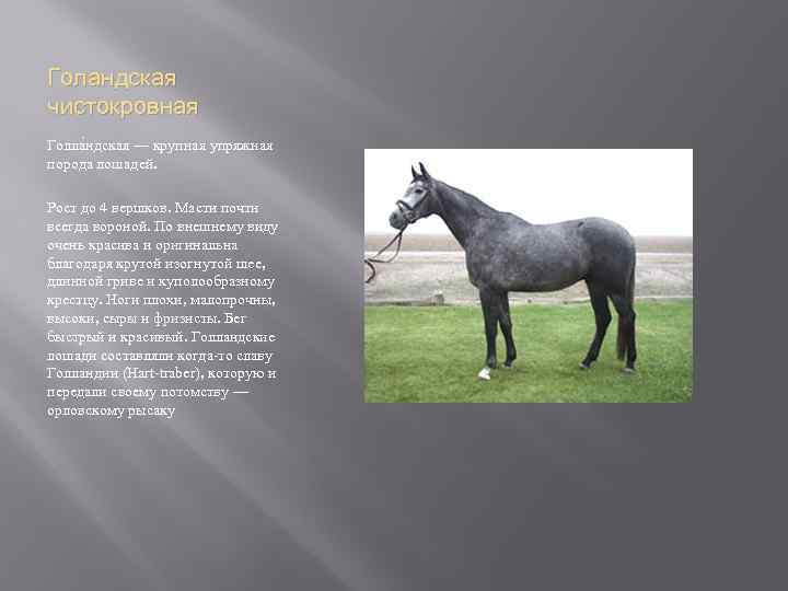 Рассмотрите фотографию черной лошади породы кабардинская. Кабардинская порода лошадей характеристика. Карачаевская порода лошадей масти. Кабардинская порода лошадей.