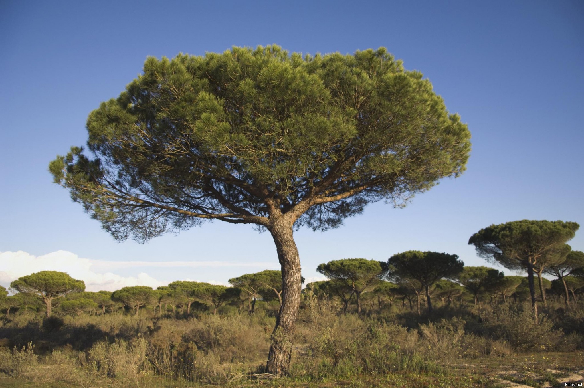 Дерево Pinus pinea