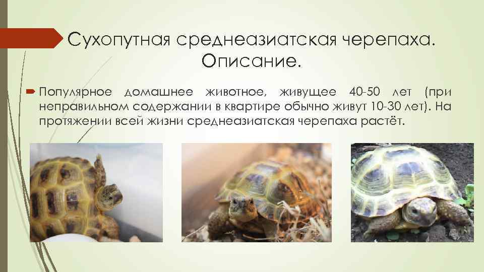 Черепаха презентация для дошкольников