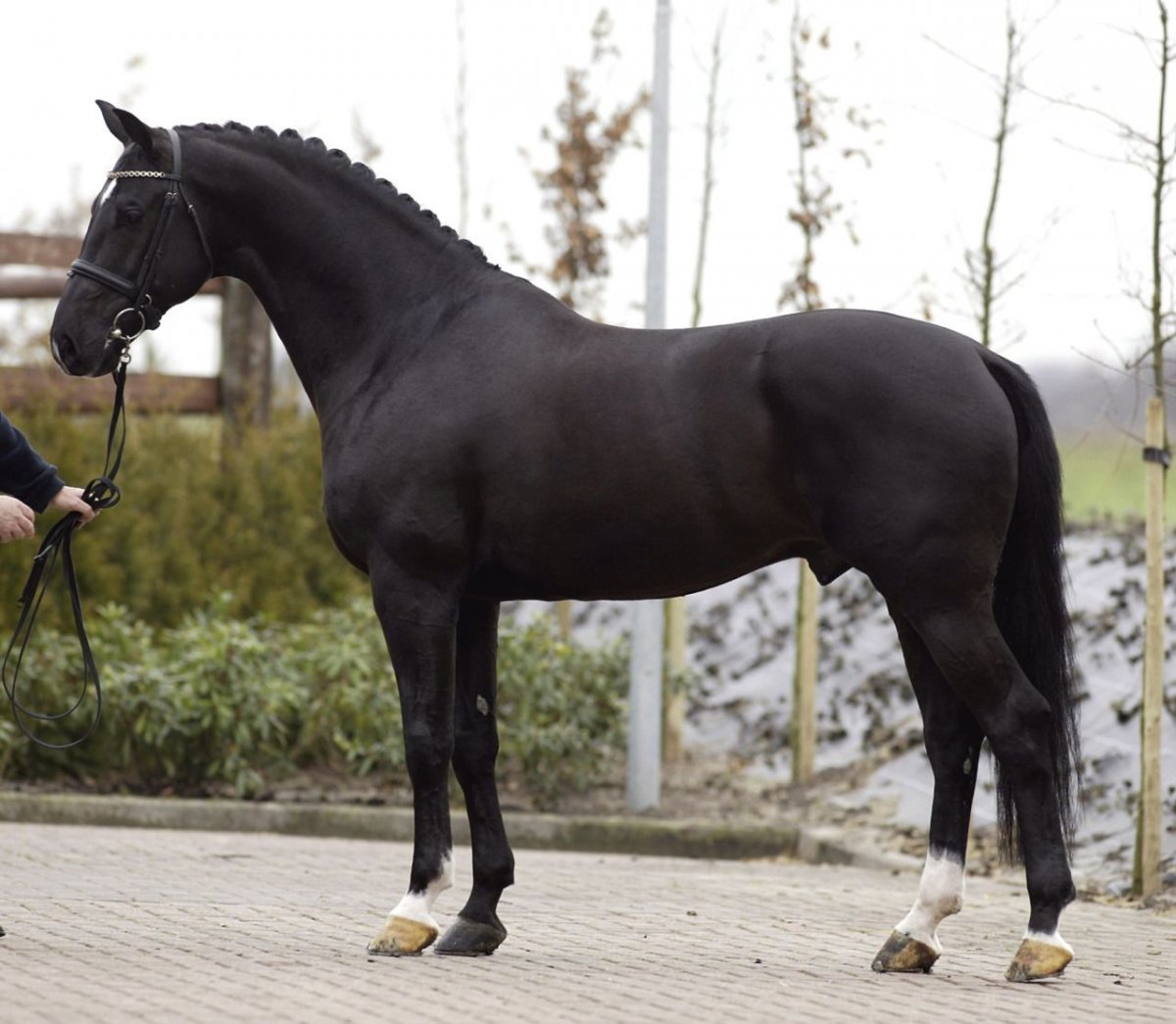Голландская полукровная лошадь