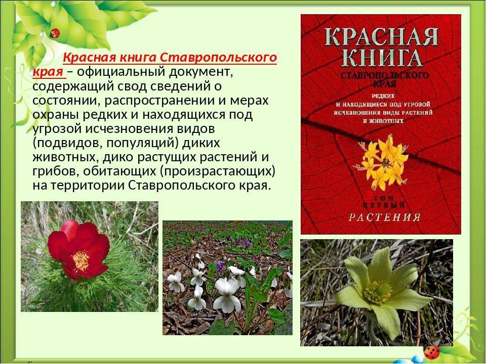 Растение ставропольского края занесенные в красную