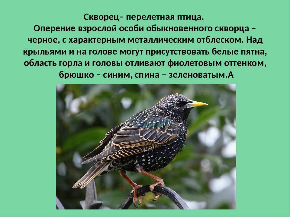 Скворец и дрозд фото птицы отличия