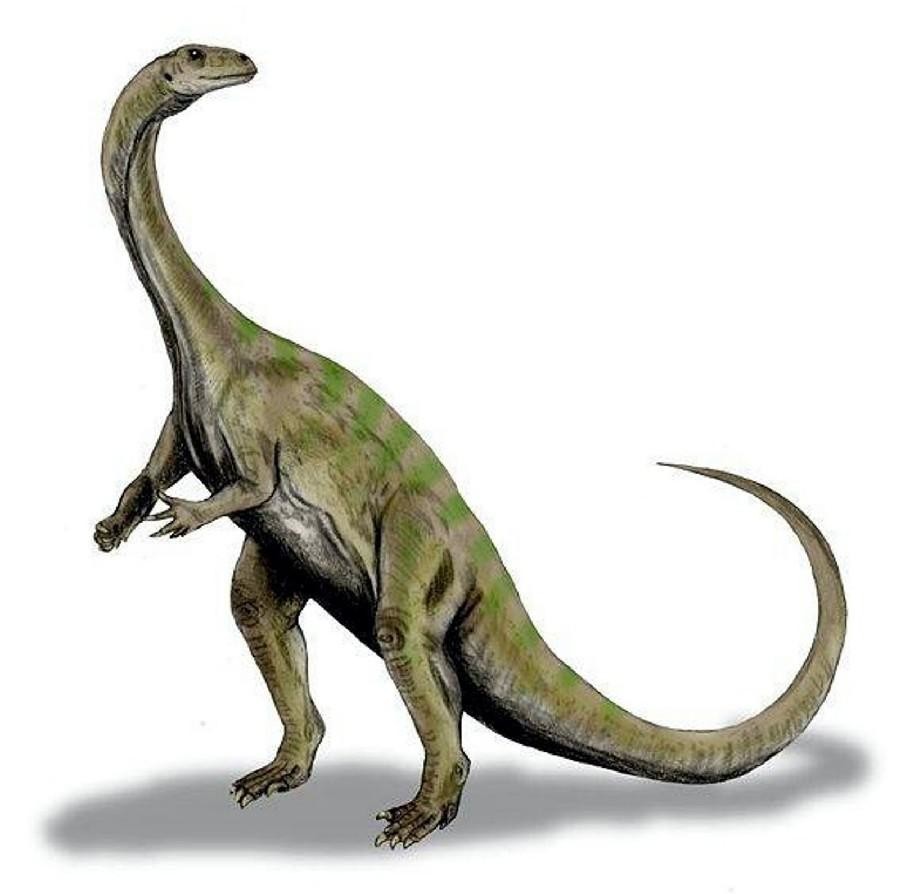Massospondylus - dinopit